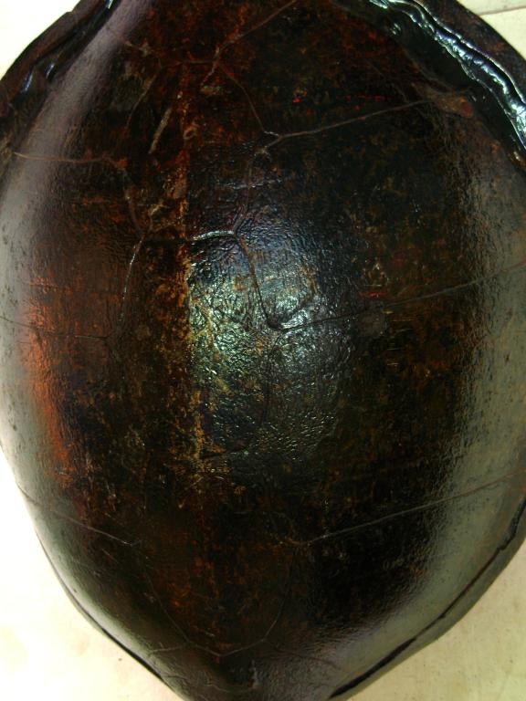 19th Century Large Turtle Shell