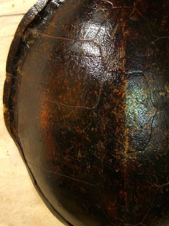 Large Turtle Shell 1