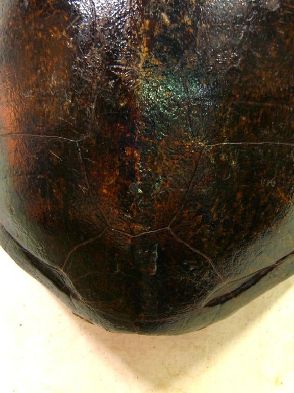 Large Turtle Shell 2