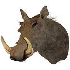 Warthog Taxidermy Head