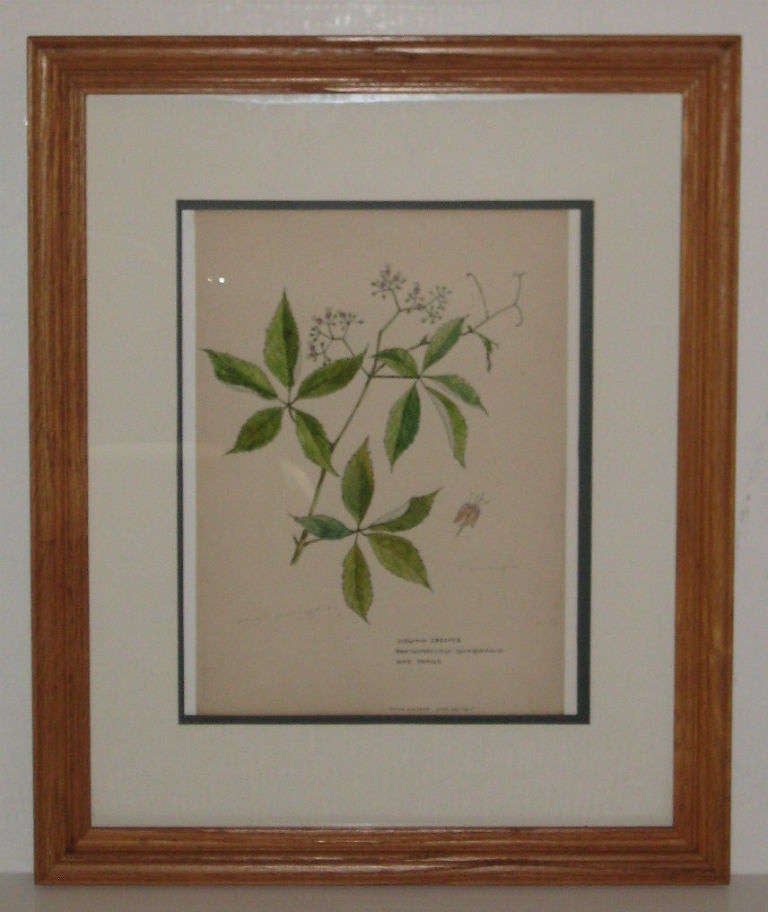 Set of seven American botanicals, framed and matted, watercolor, ink and pencil and annotated.