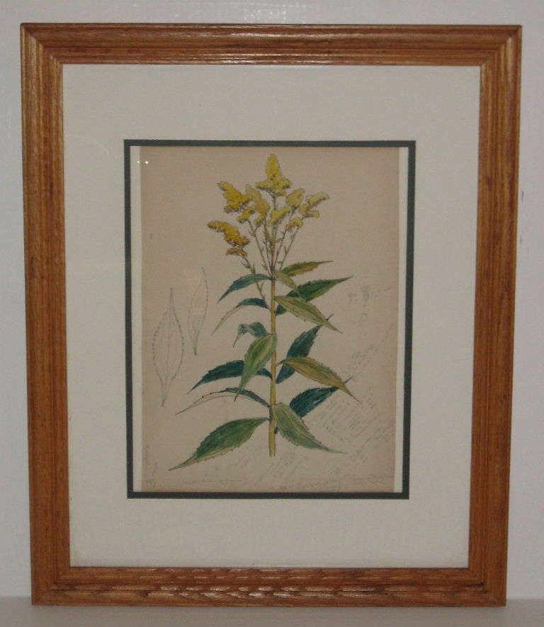 Other Set of Seven 19th-20th Century American Watercolor Botanicals For Sale