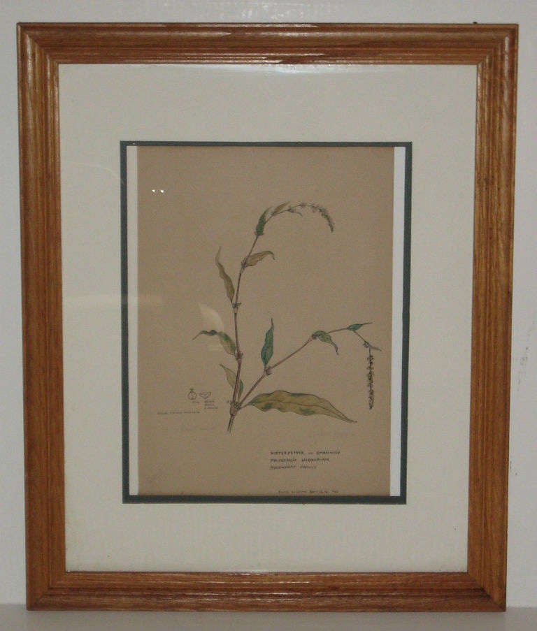 Set of Seven 19th-20th Century American Watercolor Botanicals In Good Condition For Sale In Miami, FL