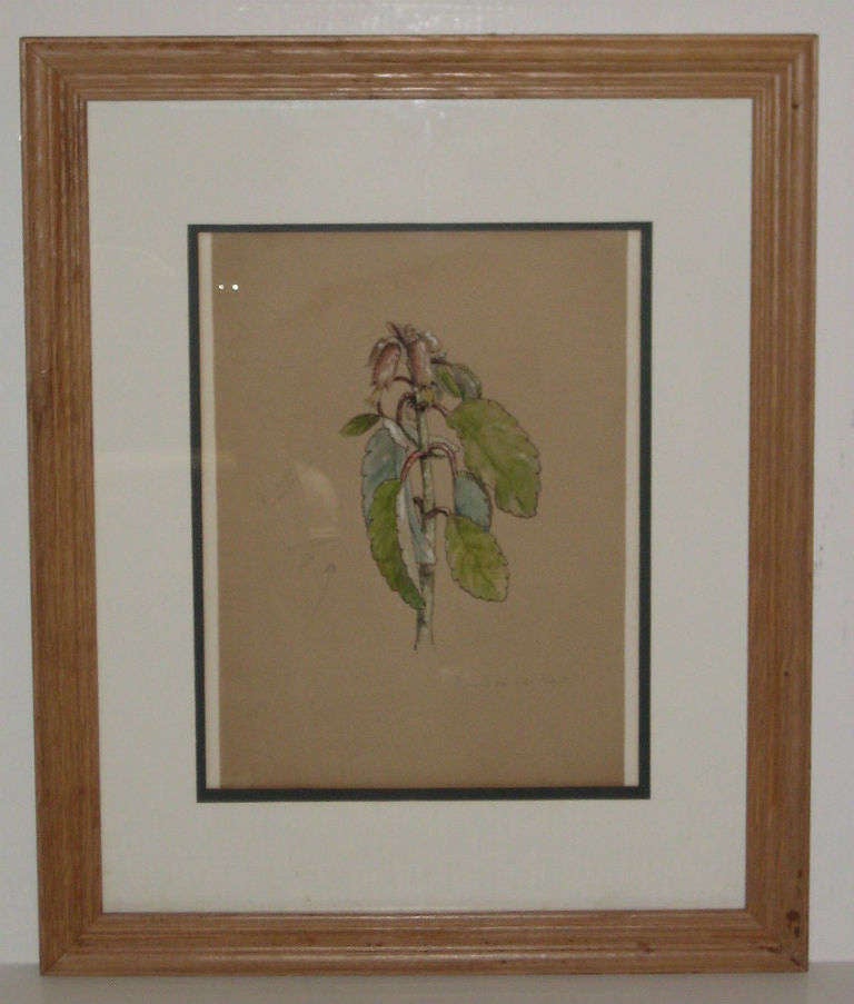 Paper Set of Seven 19th-20th Century American Watercolor Botanicals For Sale