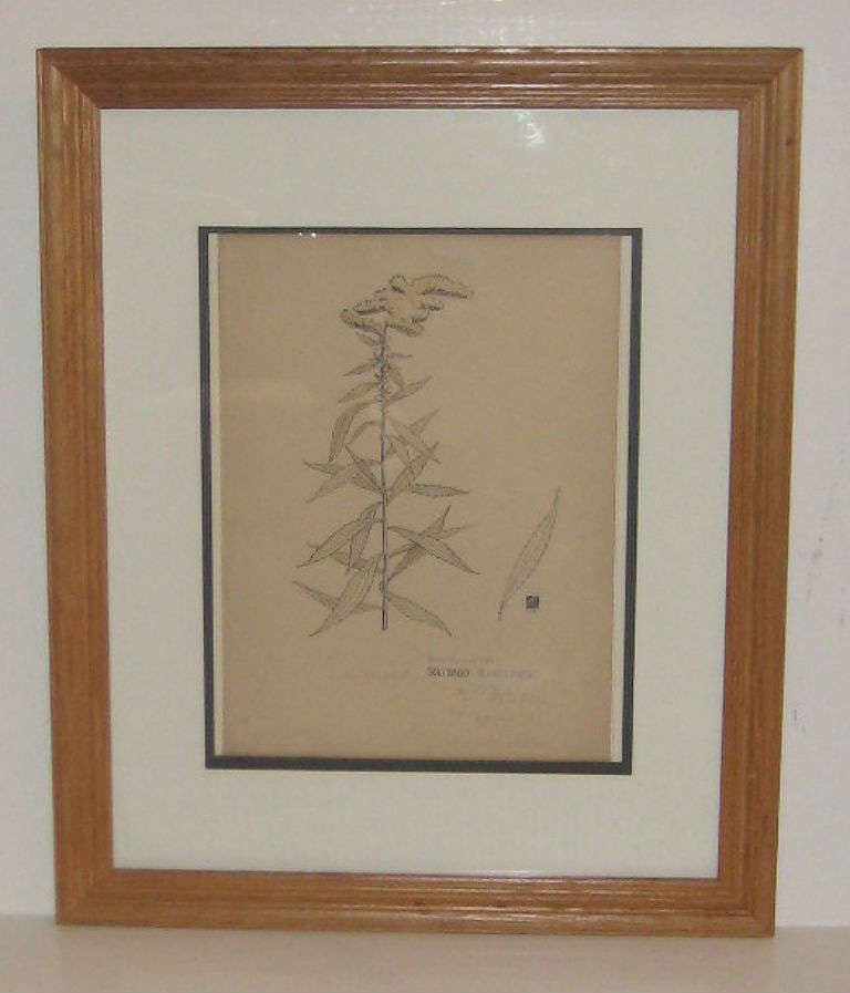 Set of Seven 19th-20th Century American Watercolor Botanicals For Sale 1