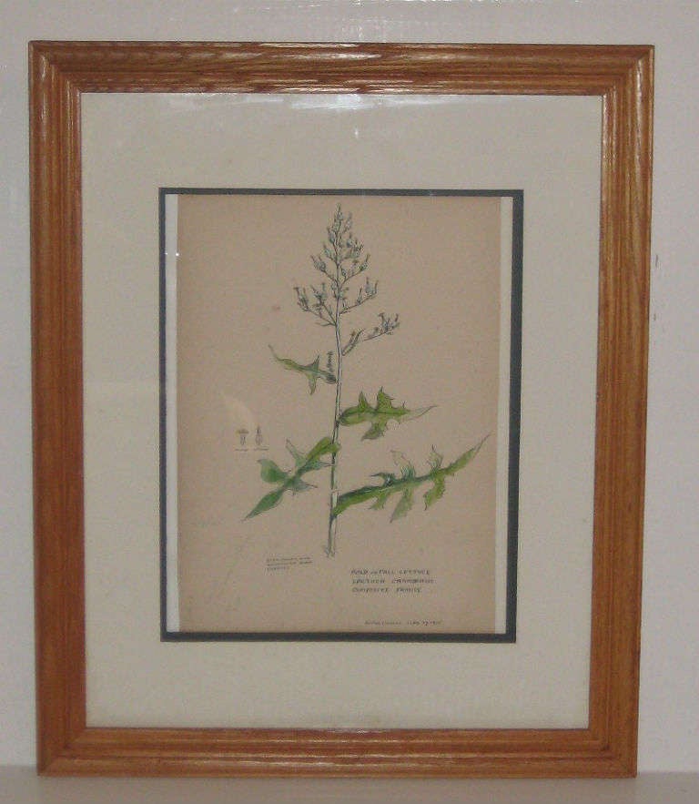 Set of Seven 19th-20th Century American Watercolor Botanicals For Sale 2
