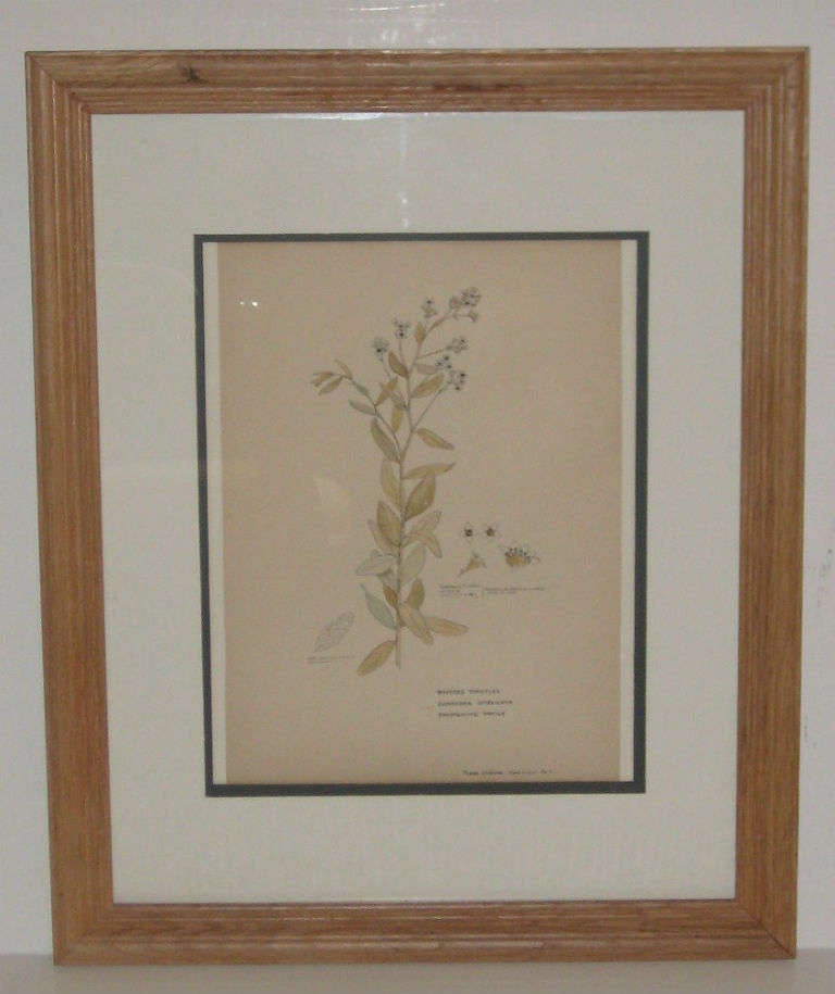 Set of Seven 19th-20th Century American Watercolor Botanicals For Sale 3