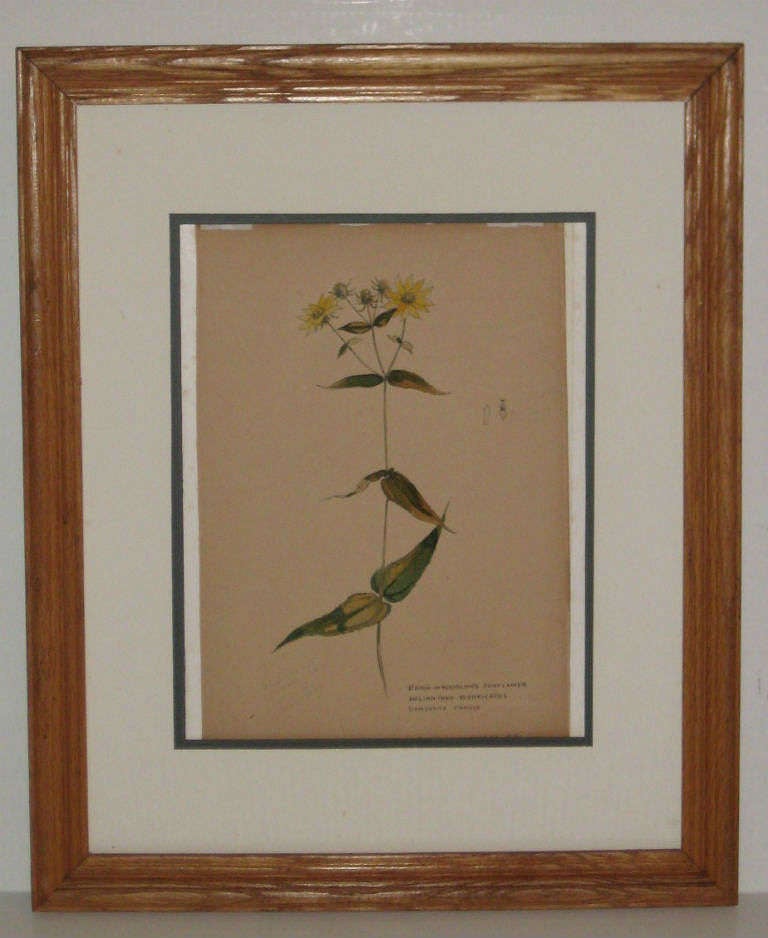 Set of three American botanicals, framed and matted, watercolor, ink and pencil and annotated.