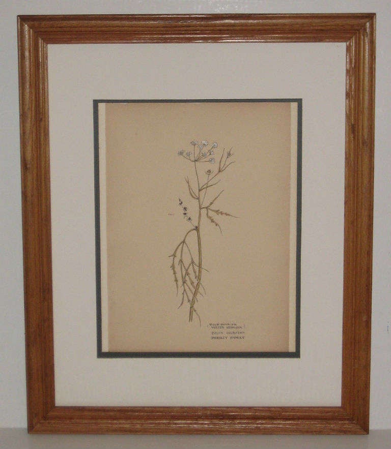 Other Set of Three 19th-20th Century American Botanical Watercolors For Sale