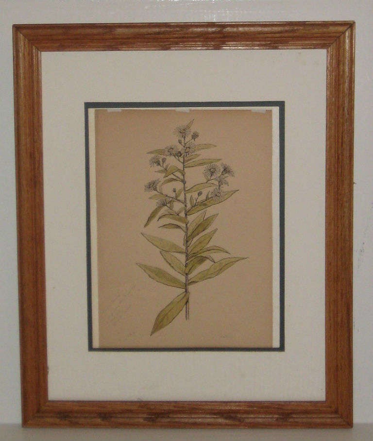 Set of Three 19th-20th Century American Botanical Watercolors In Good Condition For Sale In Miami, FL