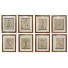 Set of Eight 19th-20th Century American Botanical Watercolors
