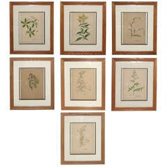 Set of Seven 19th-20th Century American Watercolor Botanicals