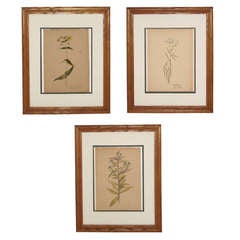 Set of Three 19th-20th Century American Botanical Watercolors
