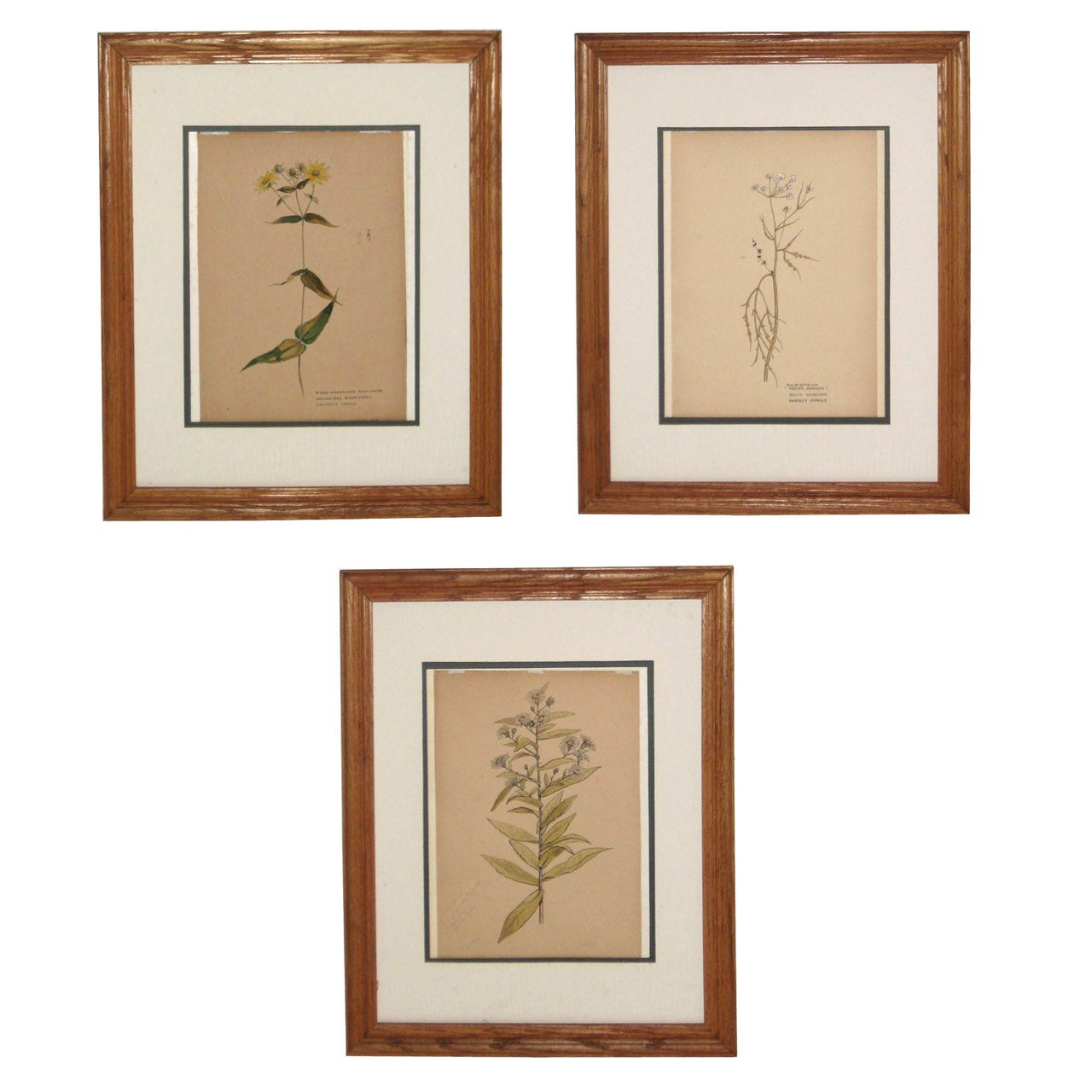 Set of Three 19th-20th Century American Botanical Watercolors For Sale