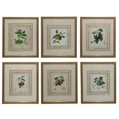 Set of Six 19th Century Watercolor Fruit Botanicals