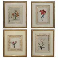 Antique Fine Set of Four 19th c. Botanical Watercolors