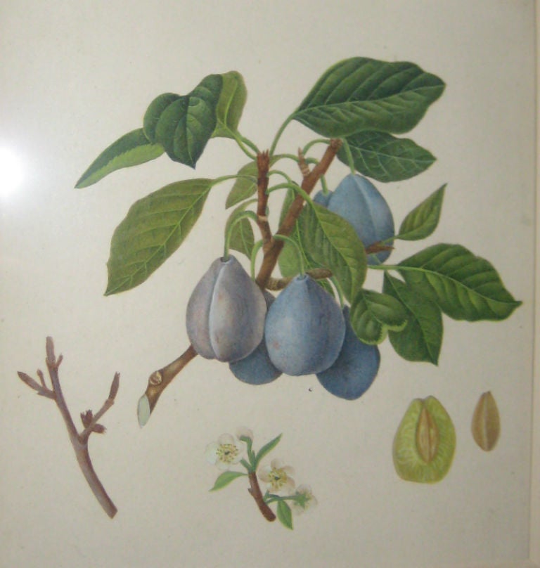 Set of Six 19th Century Watercolor Fruit Botanicals 1