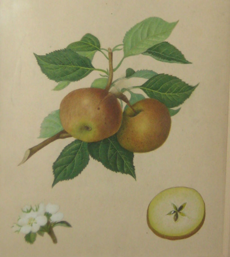 Paper Set of Six 19th Century Watercolor Fruit Botanicals