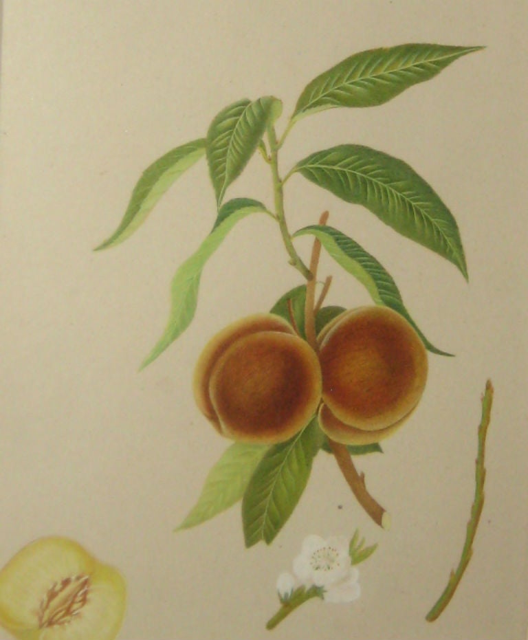 Set of Six 19th Century Watercolor Fruit Botanicals In Good Condition In Miami, FL