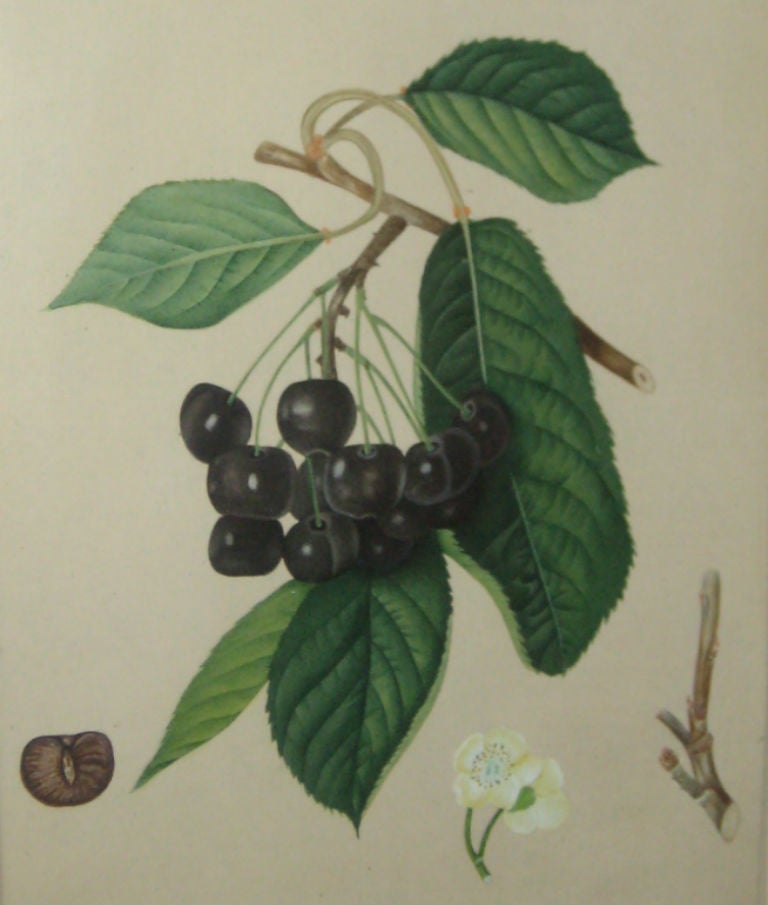 American Set of Six 19th Century Watercolor Fruit Botanicals