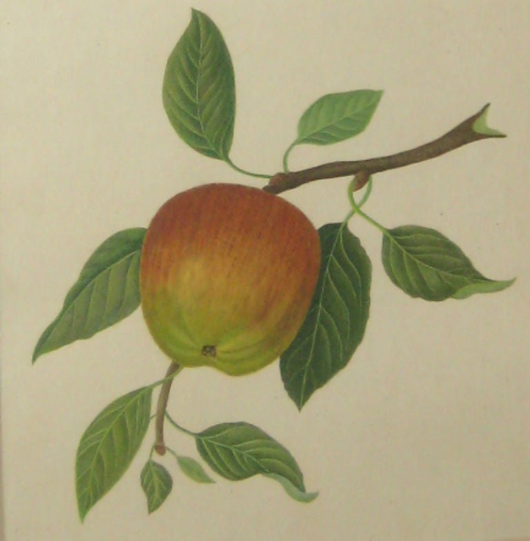 Other Set of Six 19th Century Watercolor Fruit Botanicals