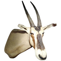 Gemsbok