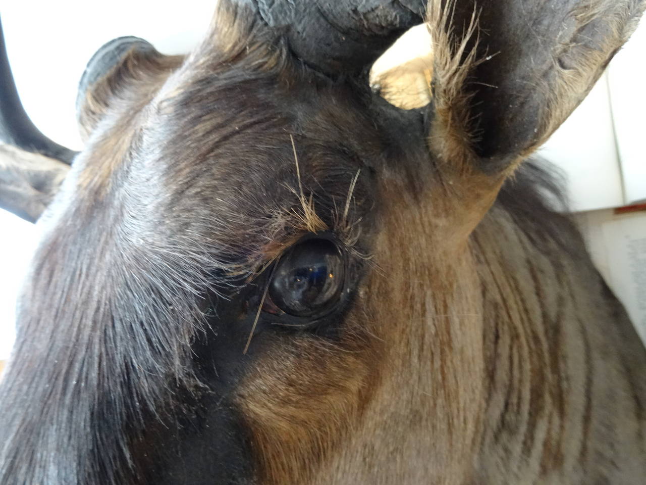 African Wildebeest Taxidermy For Sale