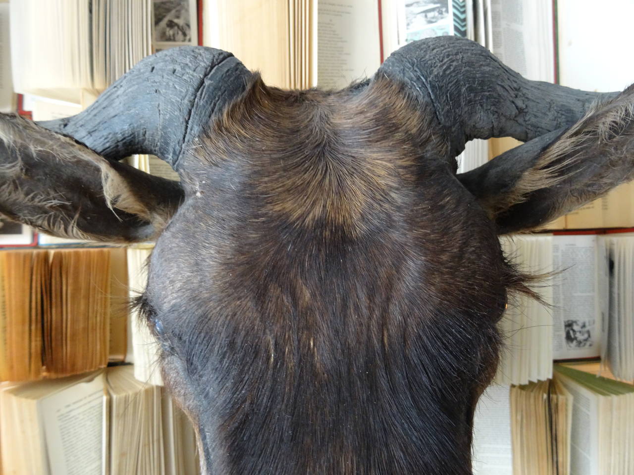 Wildebeest Taxidermy For Sale 1