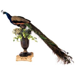 Peacock on Brass Urn