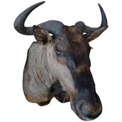 Wildebeest Taxidermy