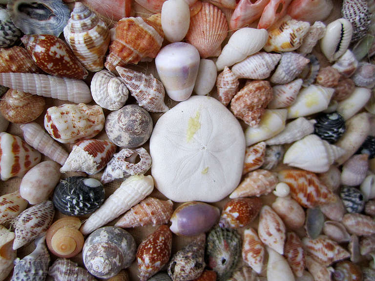 Sea Shell Bust For Sale 1