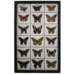 Used Unusual Victorian Taxidermy Butterfly Collection
