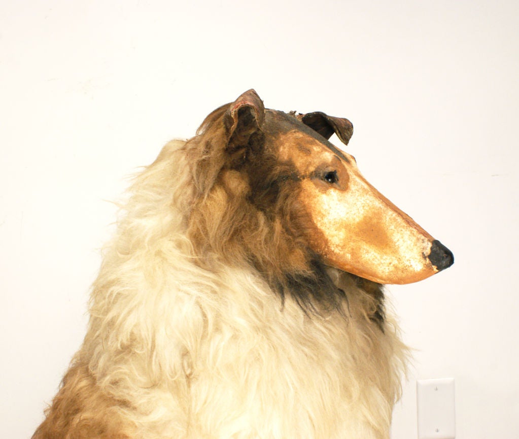 Collie and Borzoi from a 1930s New York Macy's store display in New York.



Collie dimensions: 34