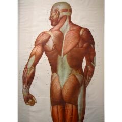 Life Sized German Anatomical Chart Posterior View