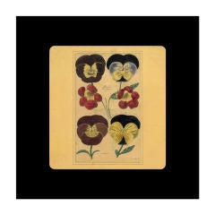 Set of Four English Botanical Pansy Prints