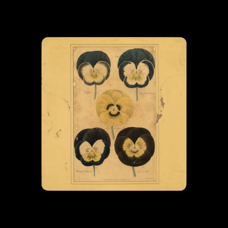 Set of Four English Botanical Pansy Prints