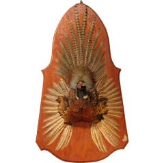 Splayed Pheasant Mount on Wood Crest