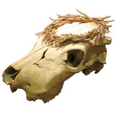 Vintage Cow Skull with Wheat Crown
