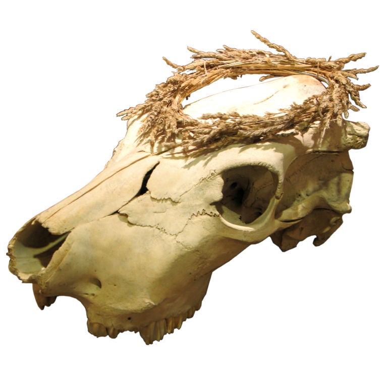 Cow Skull with Wheat Crown For Sale