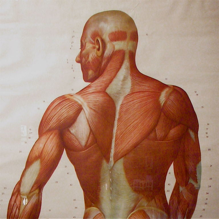 From the Dresden Hygiene Museum, a pair of graphic, life sized anatomical charts, A front view and a rear view each measuring 35.5