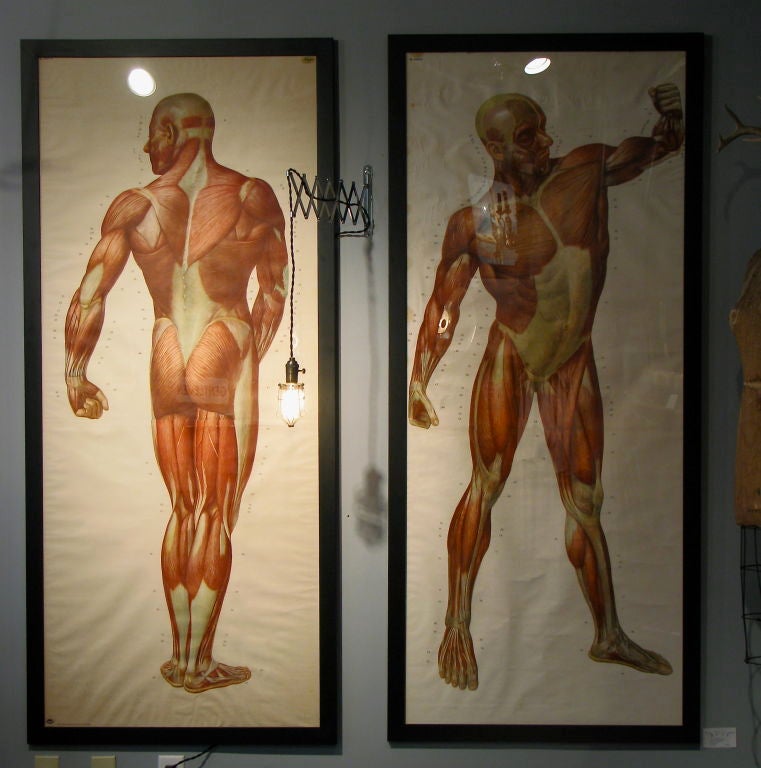 Pair of Life Sized German Anatomical Charts 1