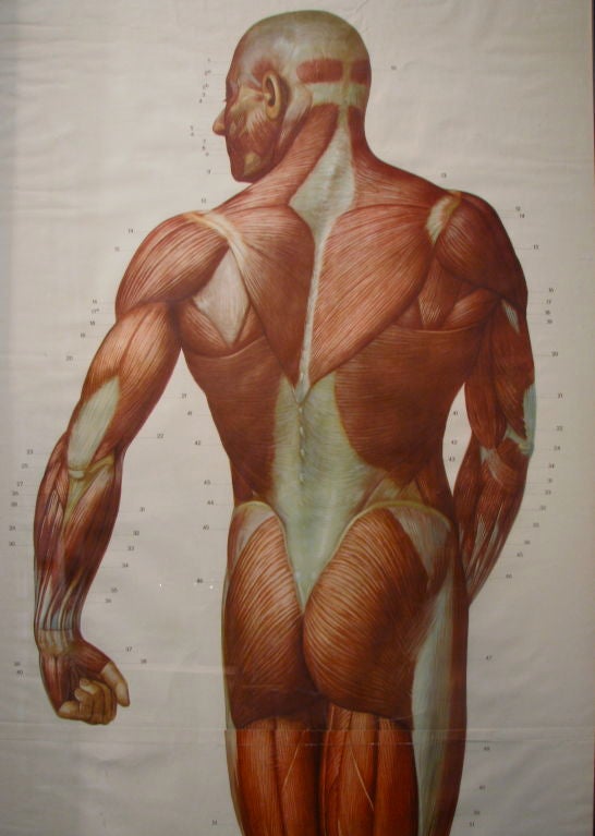 Pair of Life Sized German Anatomical Charts 2