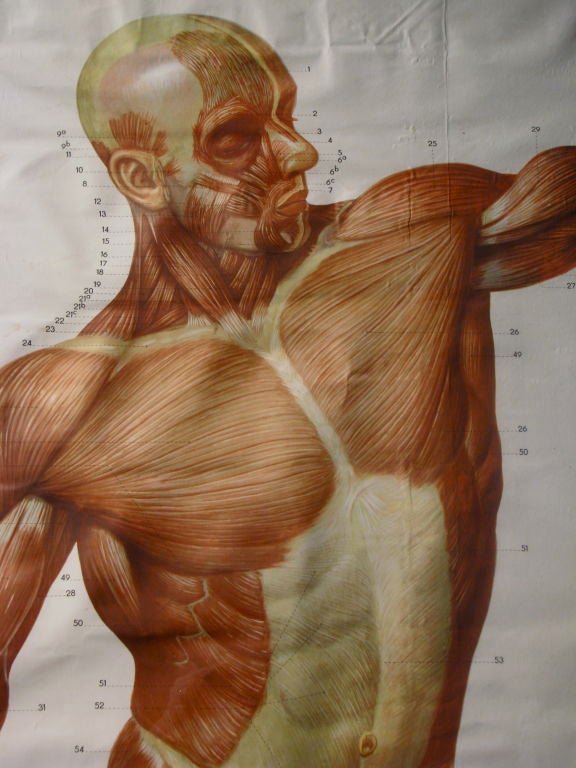 Pair of Life Sized German Anatomical Charts 3
