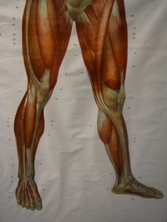 Pair of Life Sized German Anatomical Charts 4