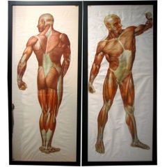 Vintage Pair of Life Sized German Anatomical Charts