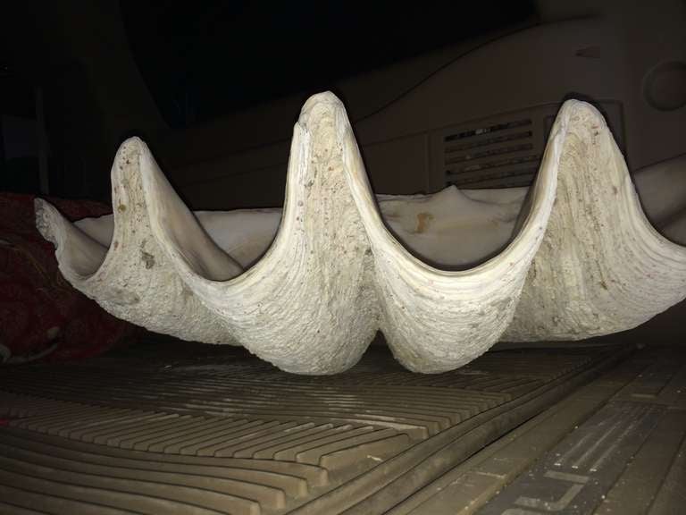 Massive Vintage Clam Shell In Excellent Condition For Sale In Palm Springs, CA