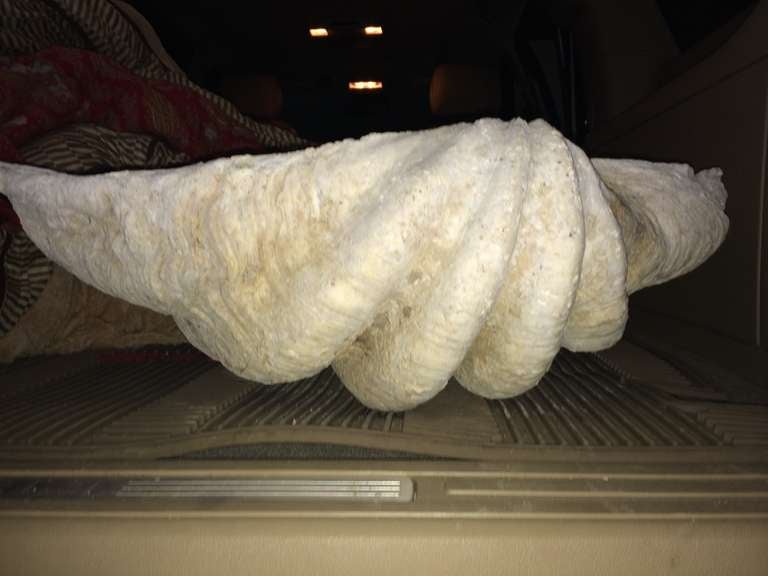 Massive Vintage Clam Shell For Sale 1