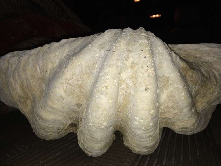 Massive Vintage Clam Shell For Sale 6