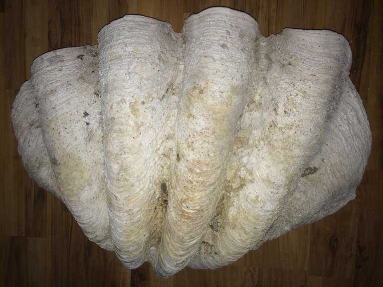 Massive Vintage Clam Shell For Sale 4