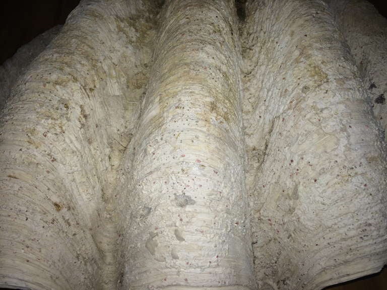 Massive Vintage Clam Shell For Sale 3
